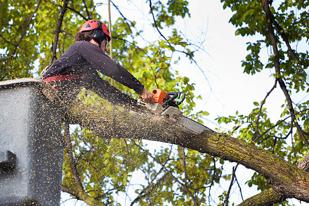 Best Root Management and Removal  in Judson, SC